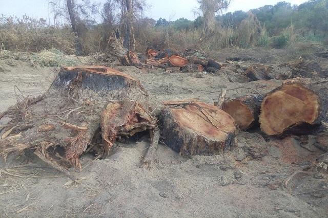 Ambientalistas denuncian ecocidio en Coxcatlán