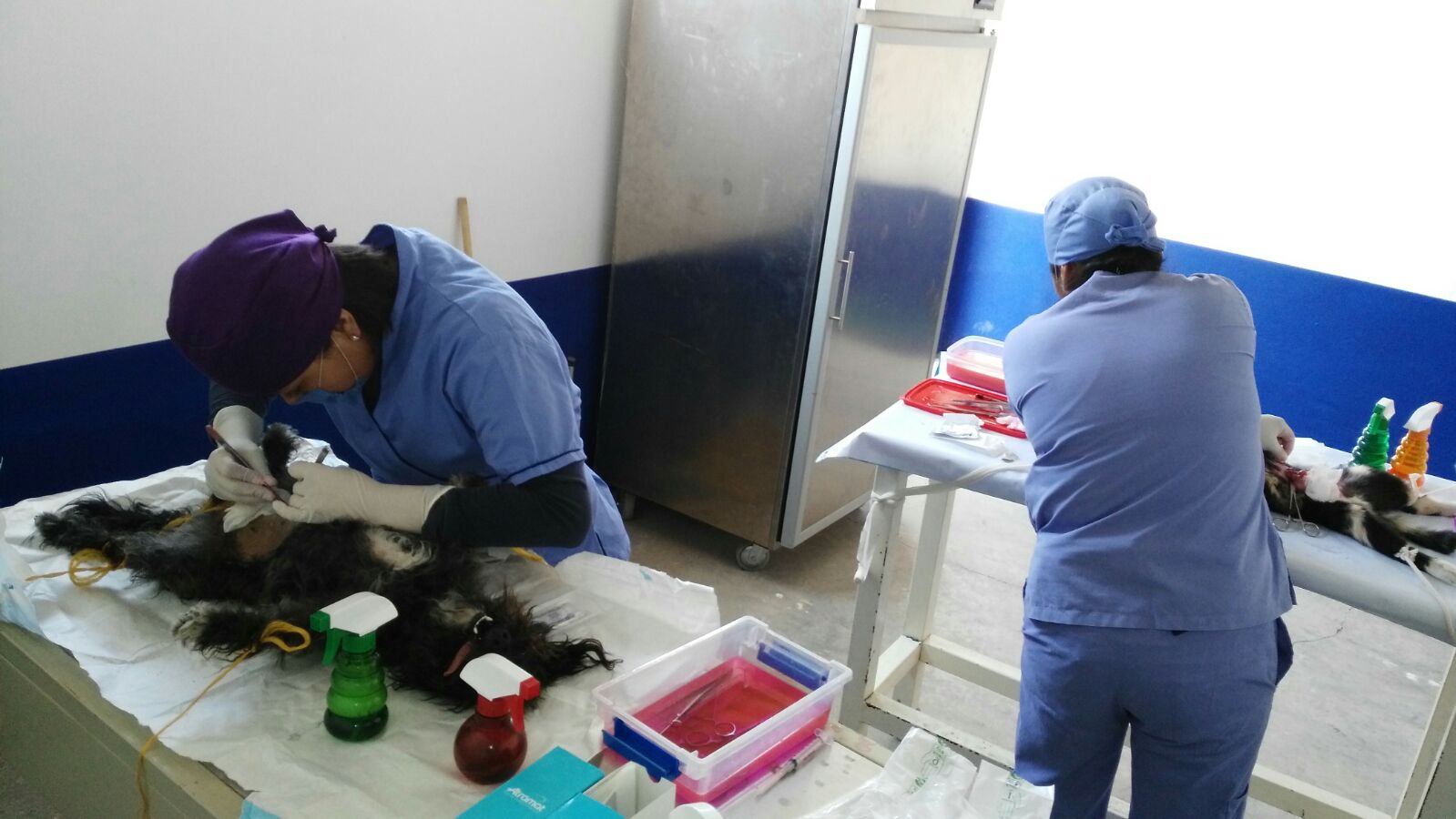 Abren clínica para esterilizar a perros y gatos en Huejotzingo