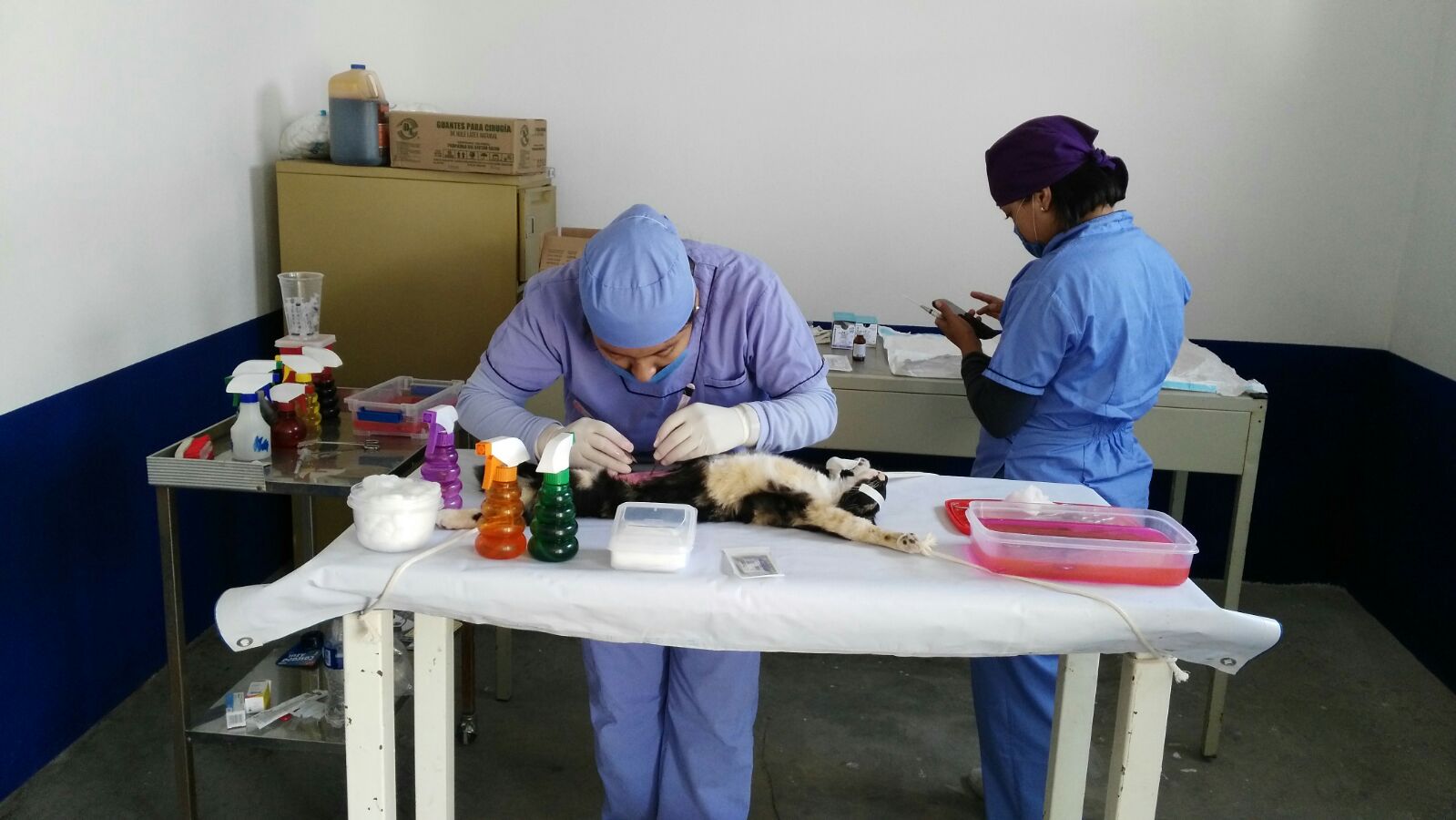 Abren clínica para esterilizar a perros y gatos en Huejotzingo