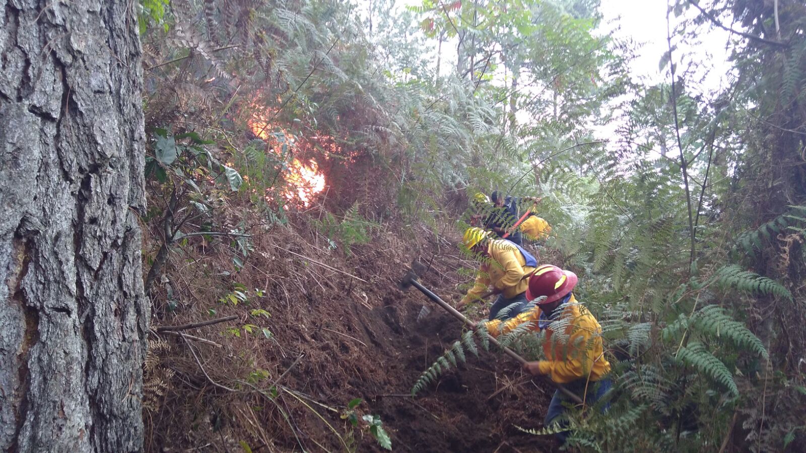 Fuego acaba con 13 hectáreas de bosque en Huauchinango