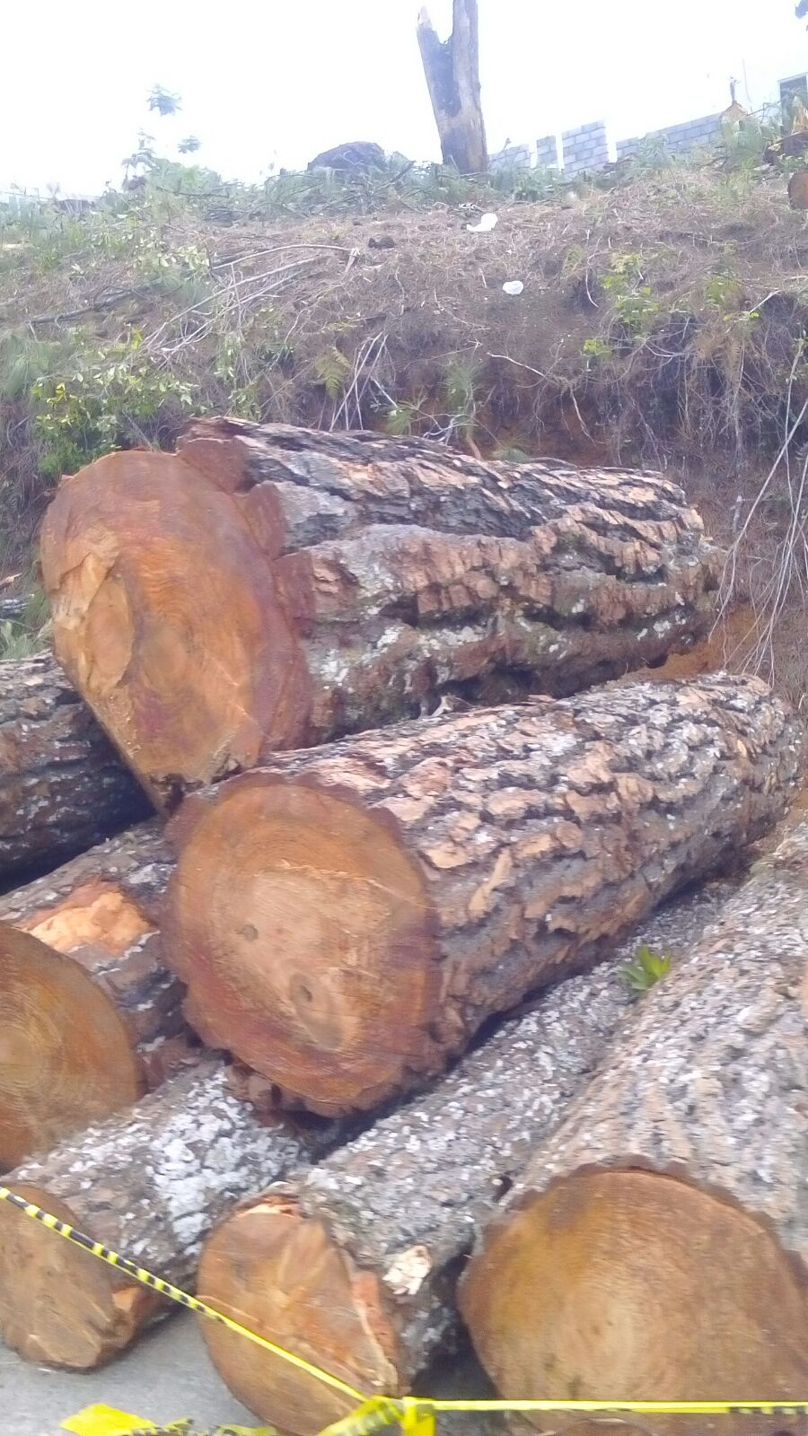  Acusa notario abuso de Profepa por impedir tala de árboles en Huauchinango