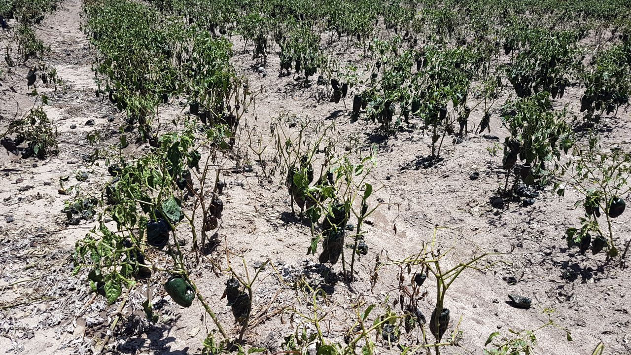 Granizada afecta 200 hectáreas de cultivos en región de Texmelucan
