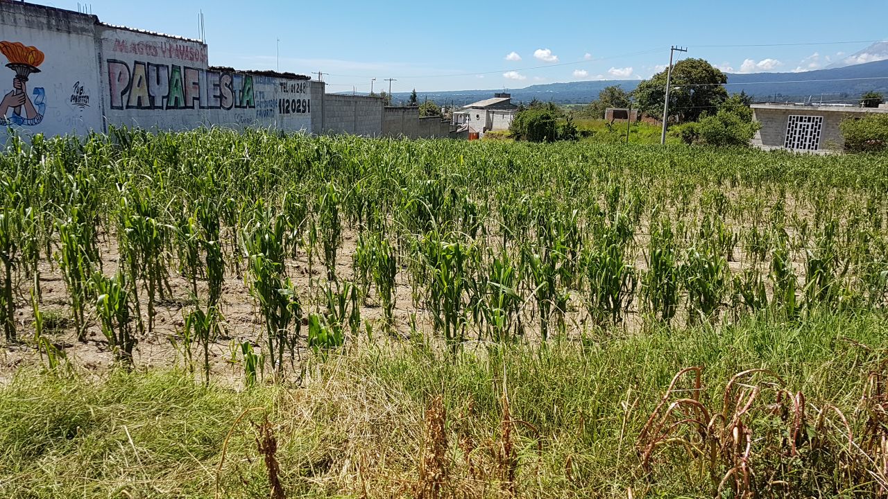 Granizada afecta 200 hectáreas de cultivos en región de Texmelucan