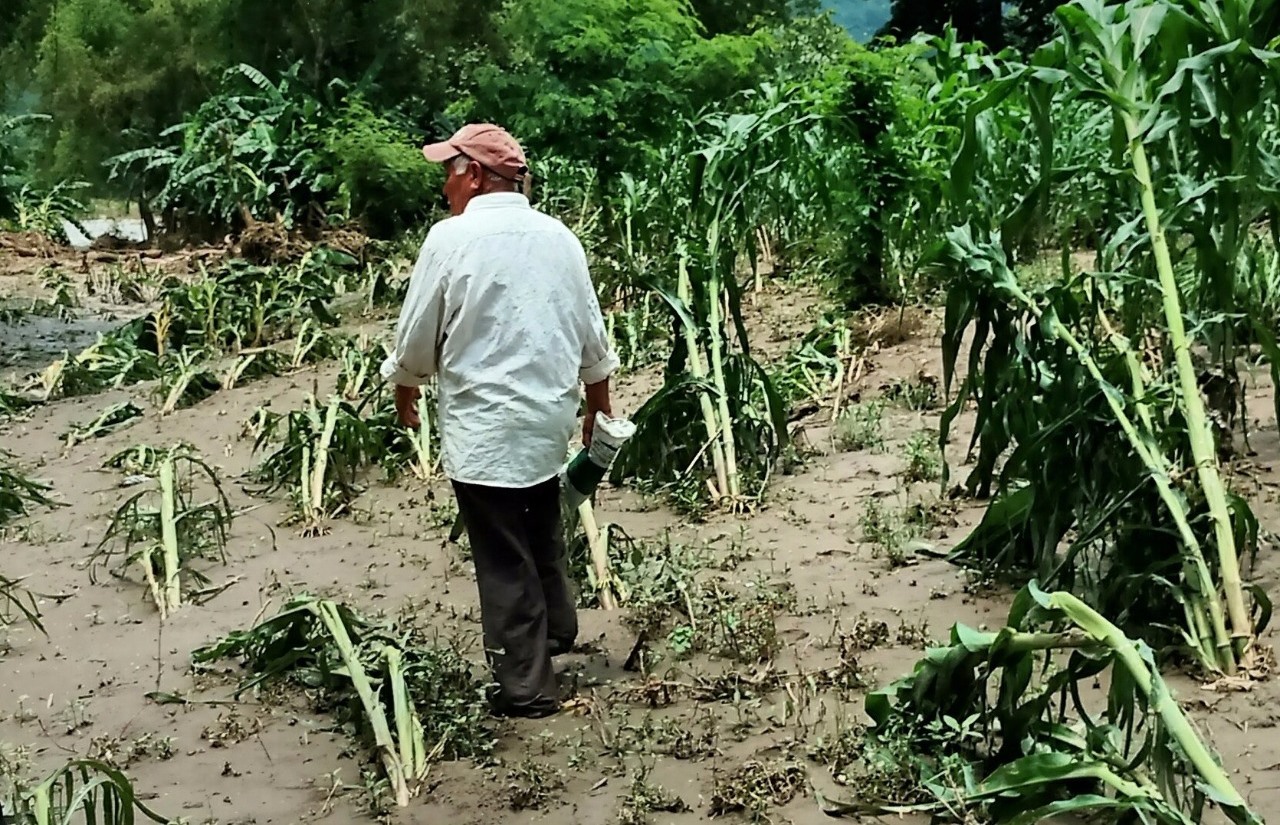 Pérdidas en 800 hectáreas de cultivos dejan lluvias en Pantepec