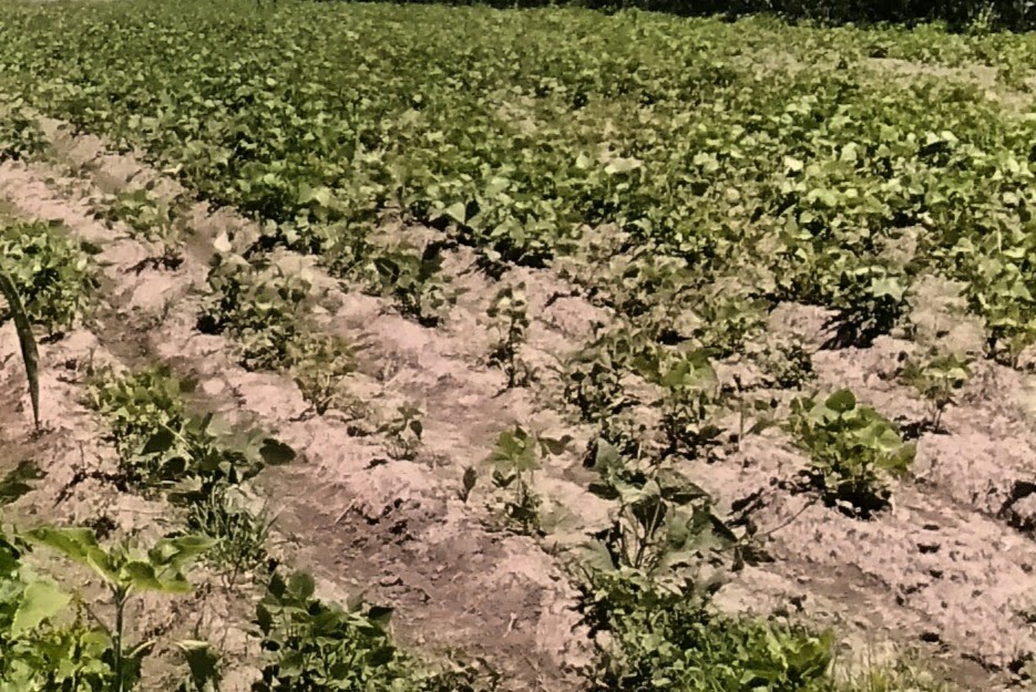 Altas temperaturas comprometen cultivos en Chiautzingo