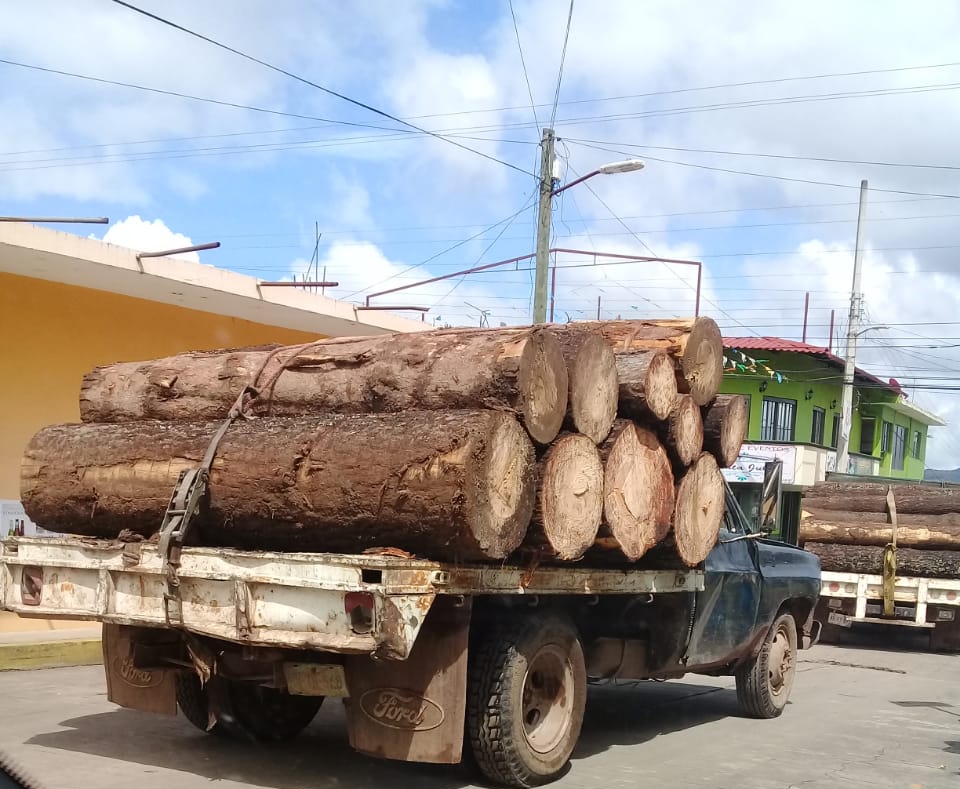 Aseguran árboles talados pero sin detenidos, en Ahuazotepec