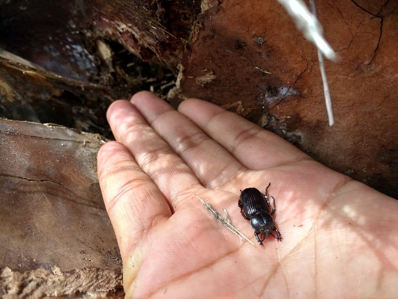 Detectan plaga de escarabajo negro en palmeras de Tehuacán