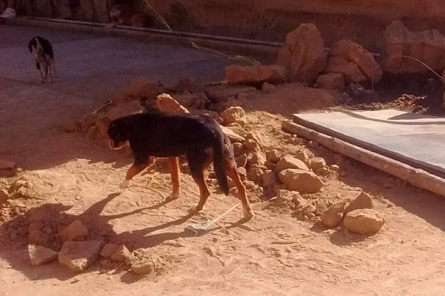 Anuncian esterilizaciones caninas en Texmelucan