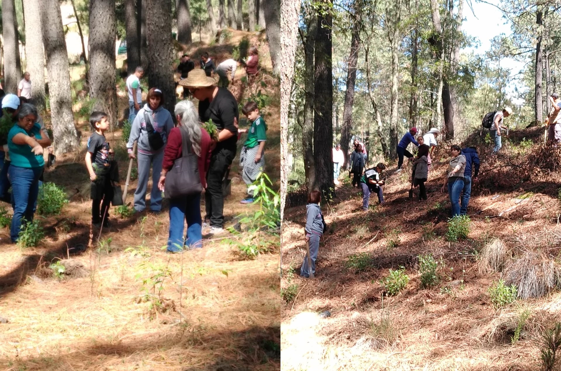 Familias reforestan santuario de la luciérnaga en Tlahuapan