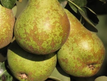 Productores alistan Feria de la Pera en Teotlalcingo