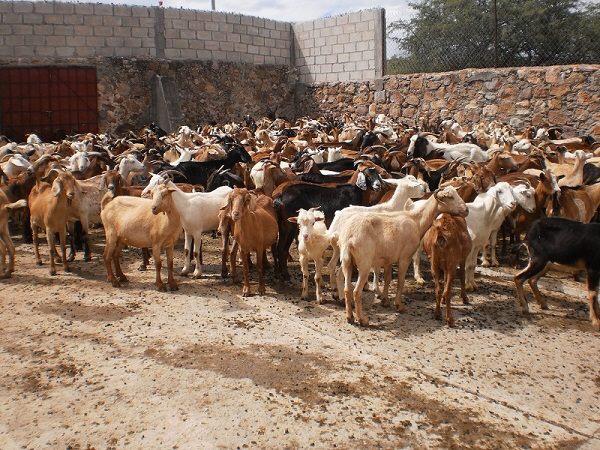 Insuficiente, carne de la Matanza para cubrir demanda estatal