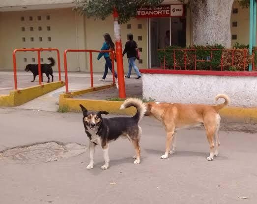 Por retirar perros callejeros atacan a empleados municipales en Texmelucan