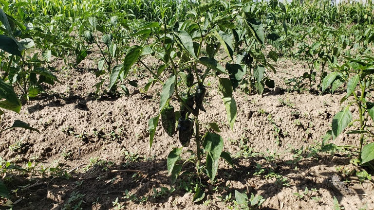 Canícula ya afecta 40% de la producción de chile poblano en Texmelucan