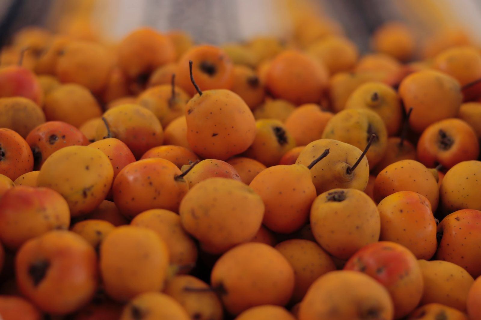 Puebla, primer productor nacional de Tejocote