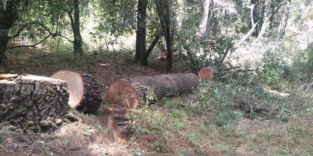Vecinos de Teotlalcingo buscan frenar la tala ilegal