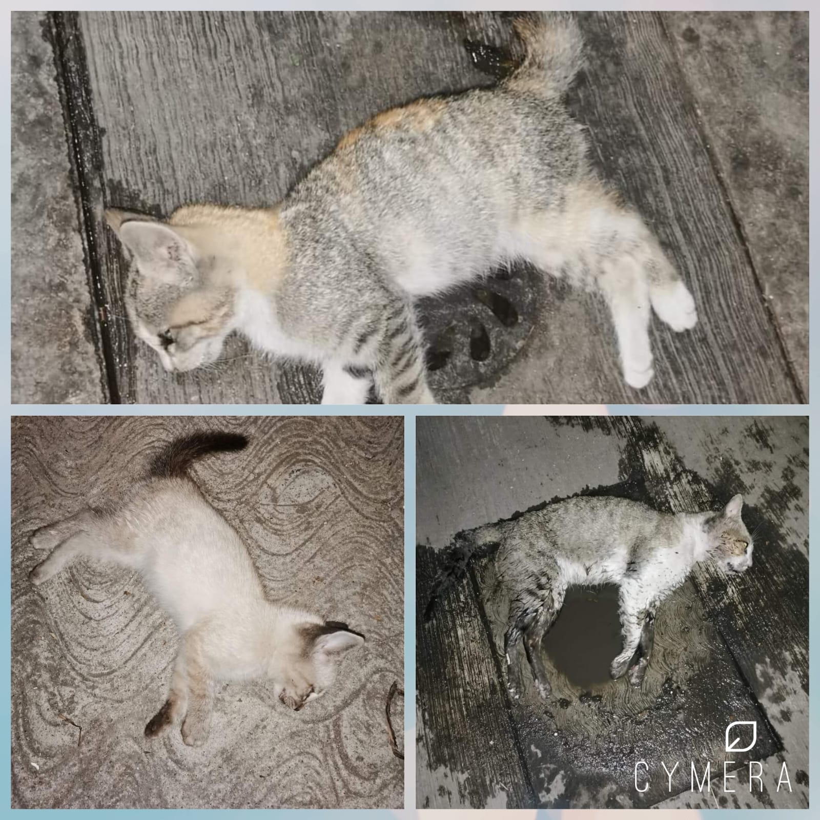 Ahora envenenan a más de una docena de gatos en Texmelucan