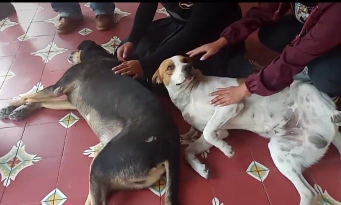 Duermen a perros de la calle antes de visita del gobernador a Tehuacán