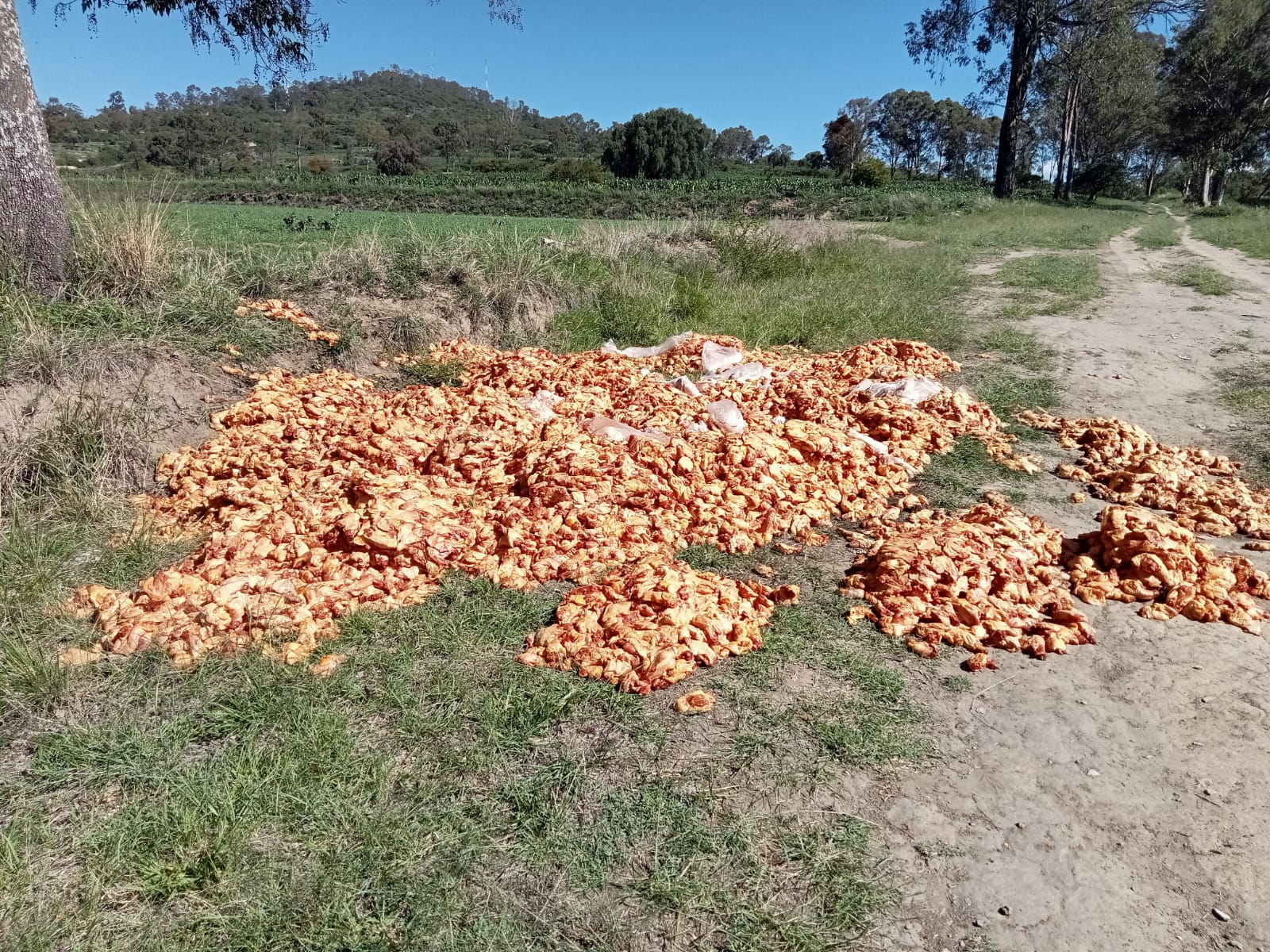 Tiran decenas de kilos de pollo cerca del relleno sanitario de Texmelucan