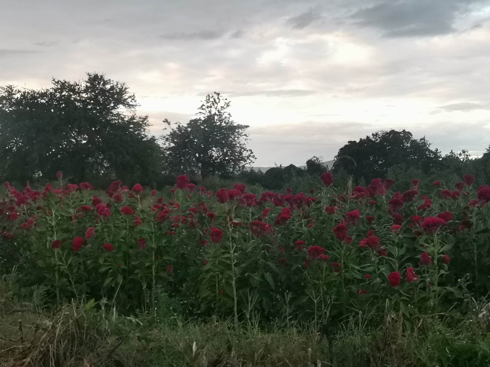 Flor de cempasúchil y terciopelo producida en Izúcar solo es para consumo local 