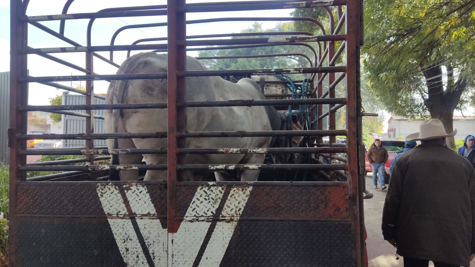 Toro escapa del rastro de Texmelucan y causa lesiones a dos personas