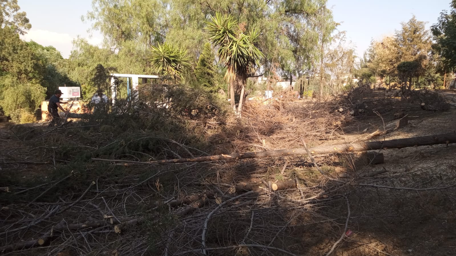 Vecinos denuncian derribo de árboles en unidad deportiva de Texmelucan