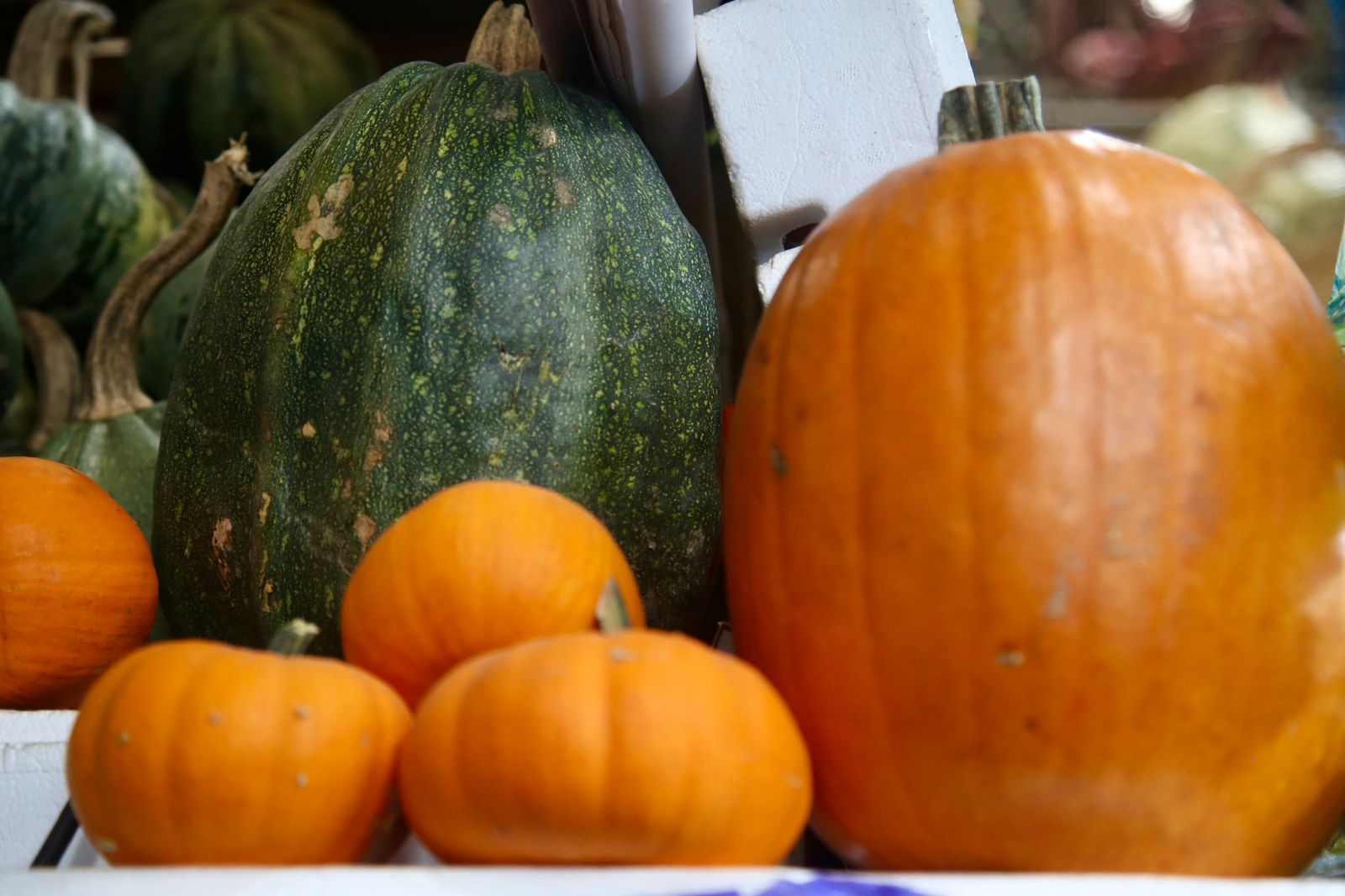 Elijes la calabaza mexicana o americana