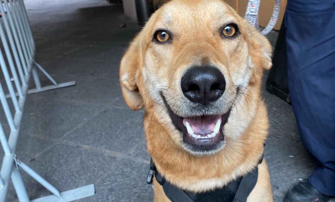 Perrito Carolino reguardado por DASU: recibe 400 kg de croquetas 