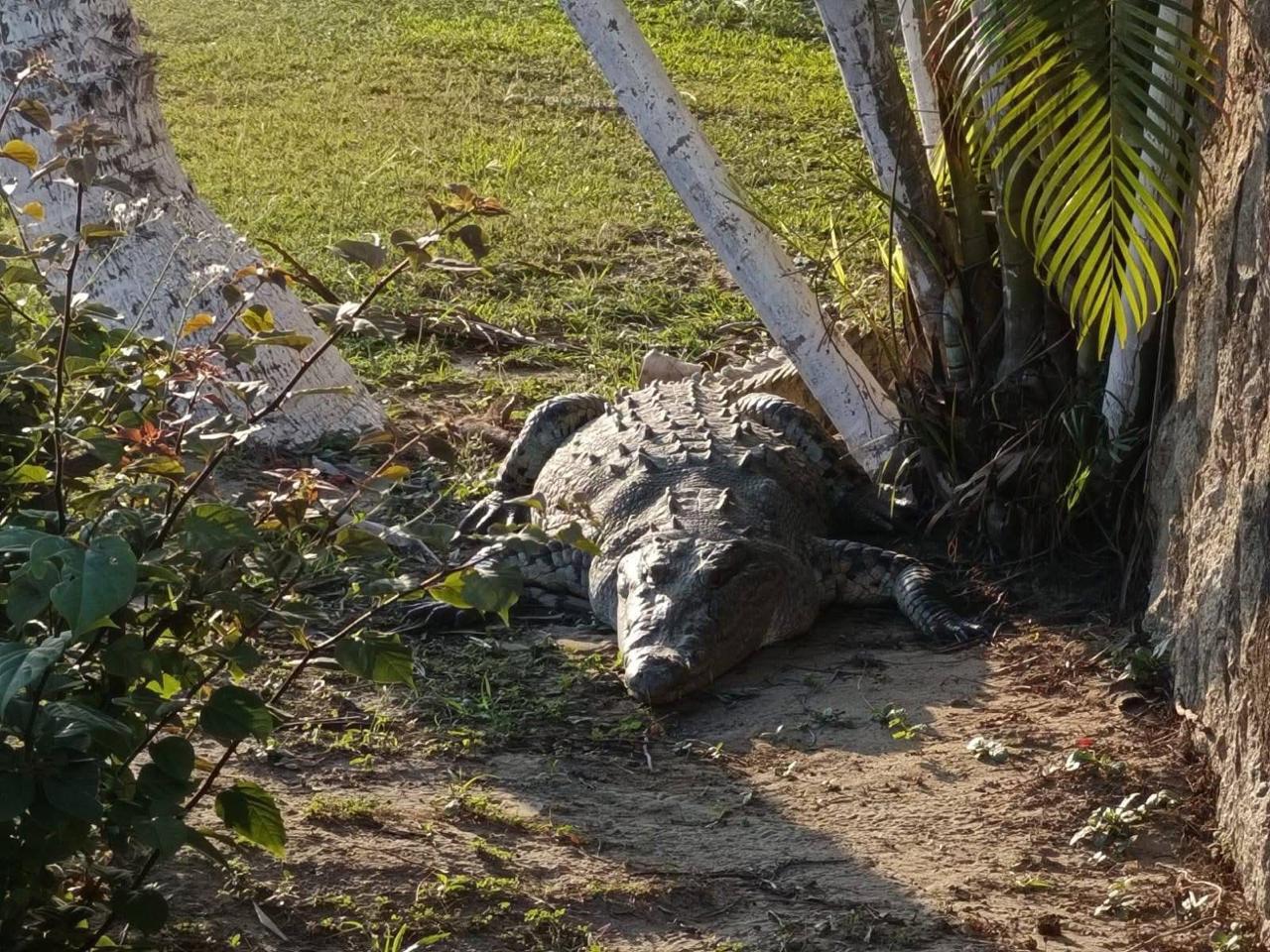 Un cocodrilo sorprendió a vecinos de un fraccionamiento en Huauchinango