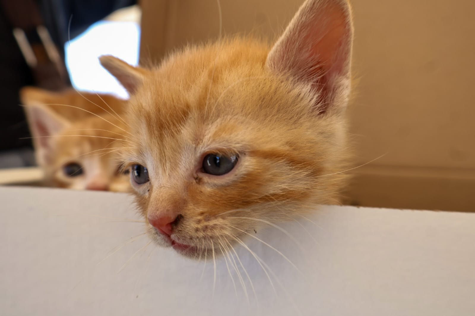 Emiten licitación para construir Célula de Bienestar Animal en Puebla 