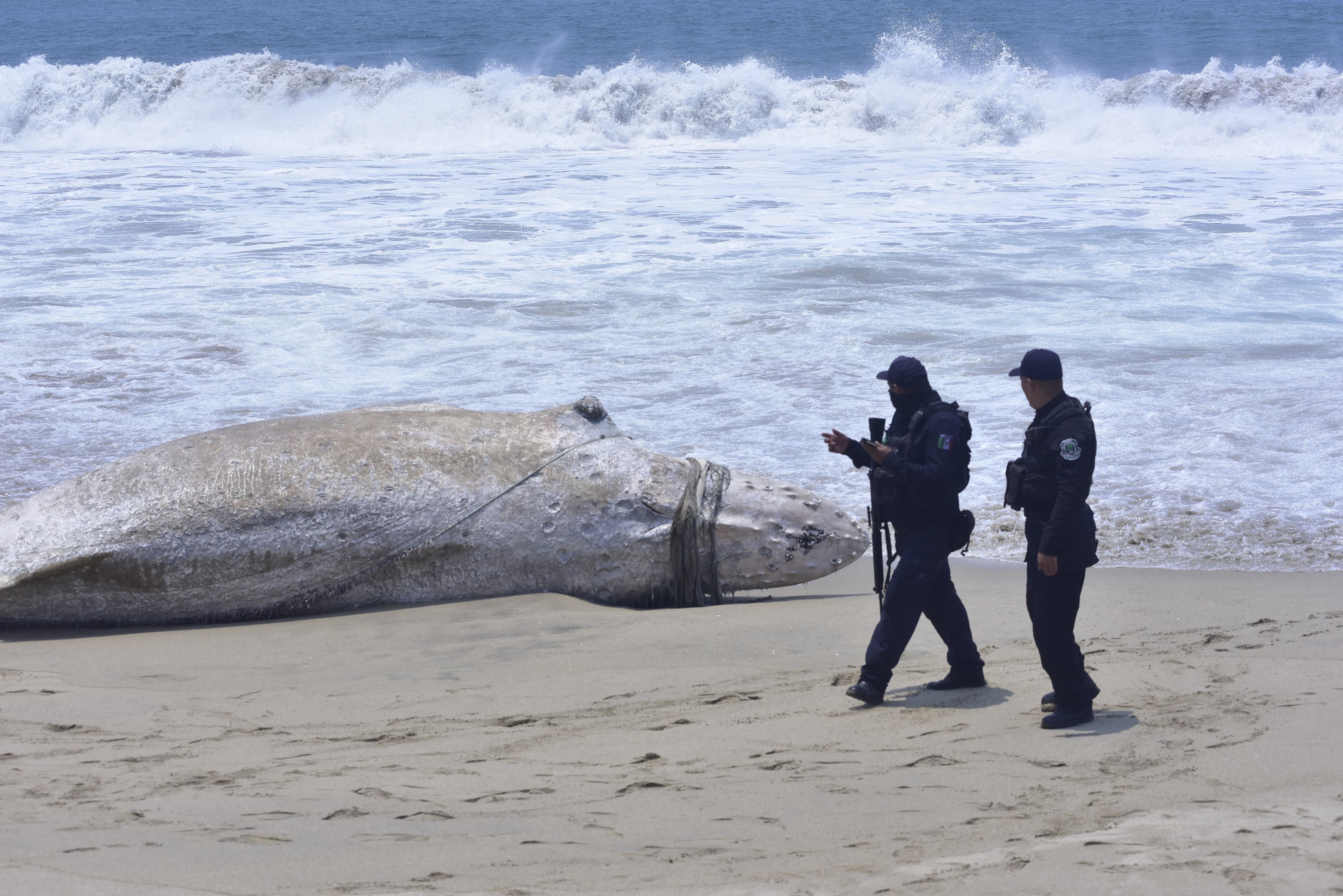 Se mantiene cadáver de ballena en la playa de Barra de Coyuca