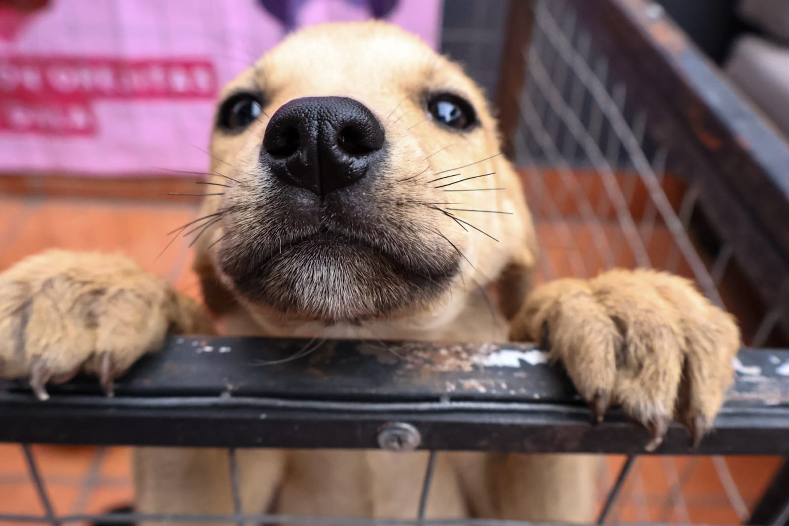 Anuncian la Carrera Recreativa Lomitos imparables, por amor a Puebla 2025