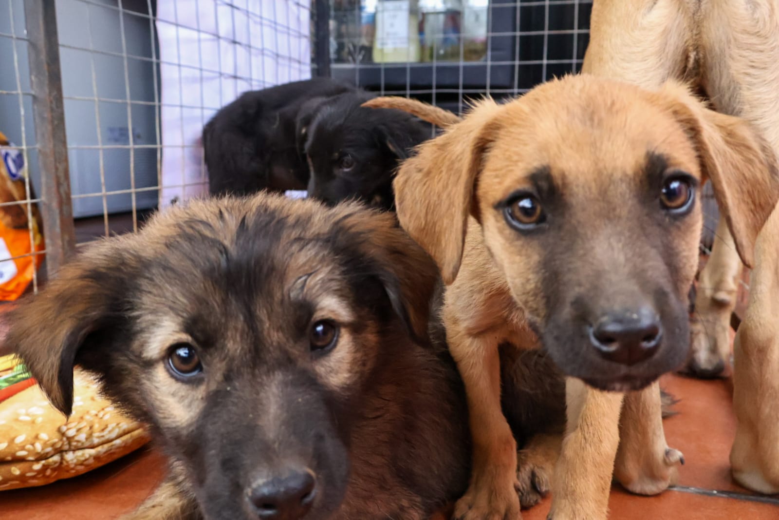 Realizan Feria de adopción de mascotas en Tlaxcala