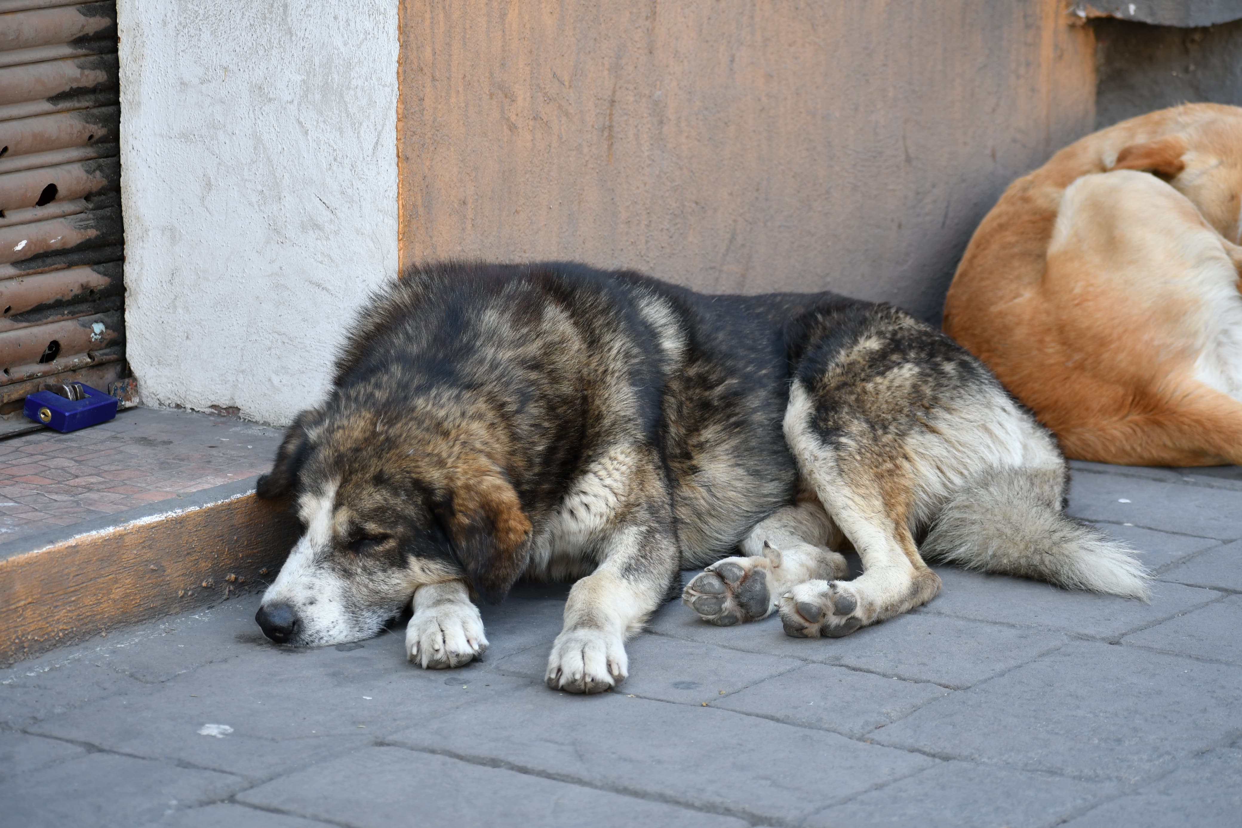 Denuncian presunto envenenamiento masivo de perros y gatos en Tianguismanalco 