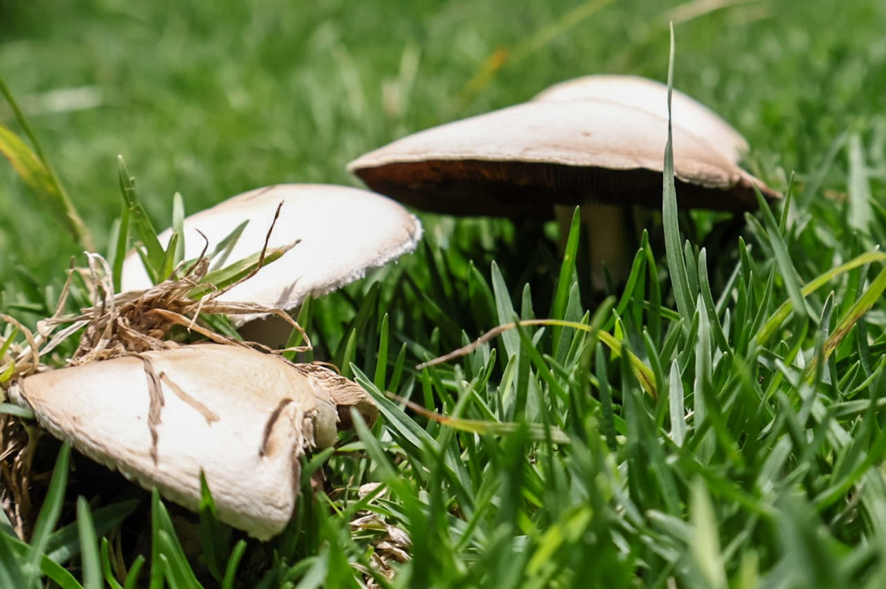 Llegó la temporada de hongos al campo poblano 