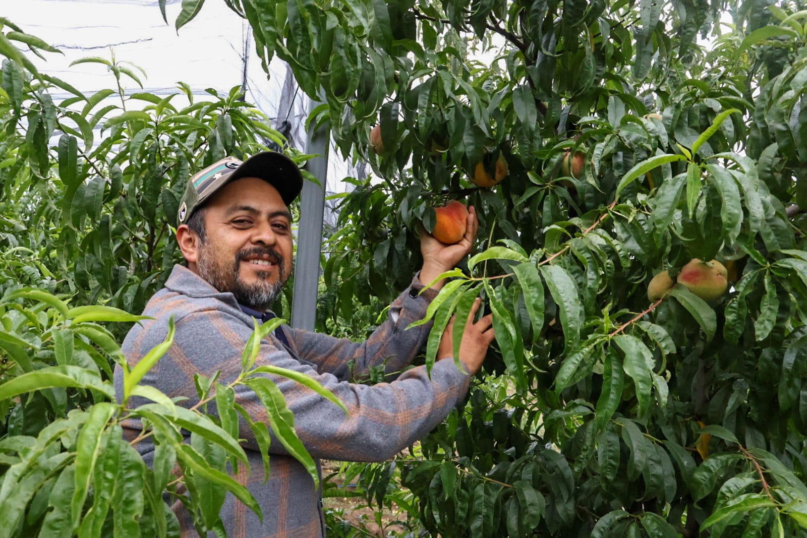 Rancho La Loma de Concepción Hidalgo, 25 años produciendo duraznos