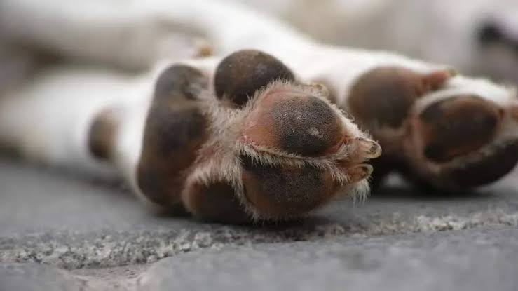 Por envenenar a dos perros, Fiscalía vincula a proceso a un hombre en Chignahuapan