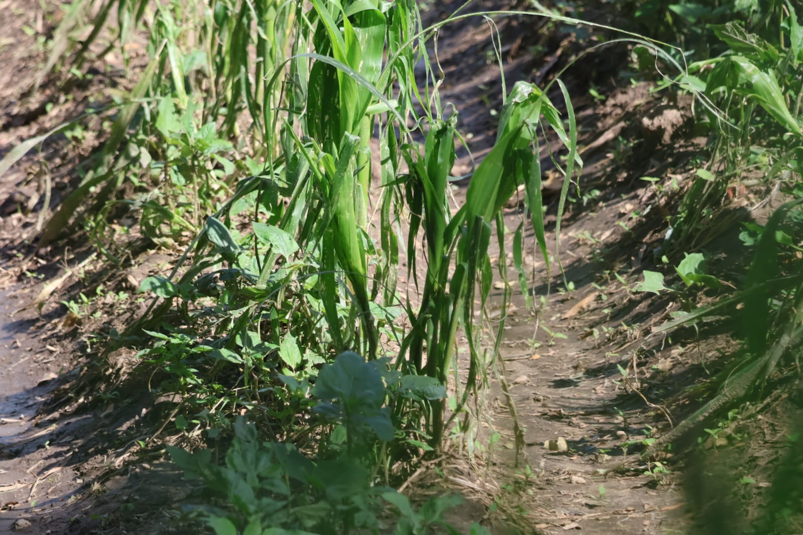Cultivos afectados por las recientes lluvias en Tlaxcala 