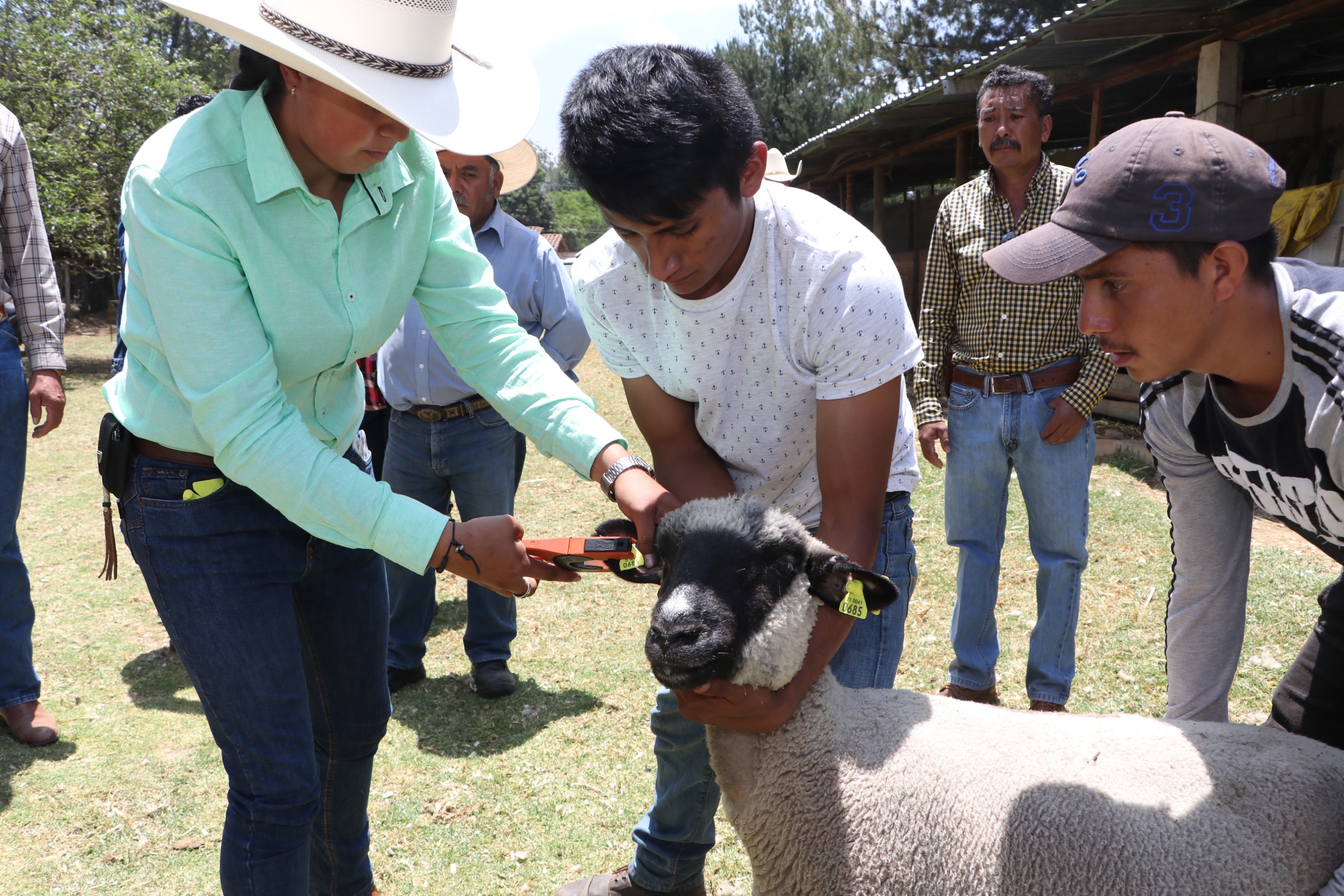 SDR impulsa producción de ovinos en región Zacatlán