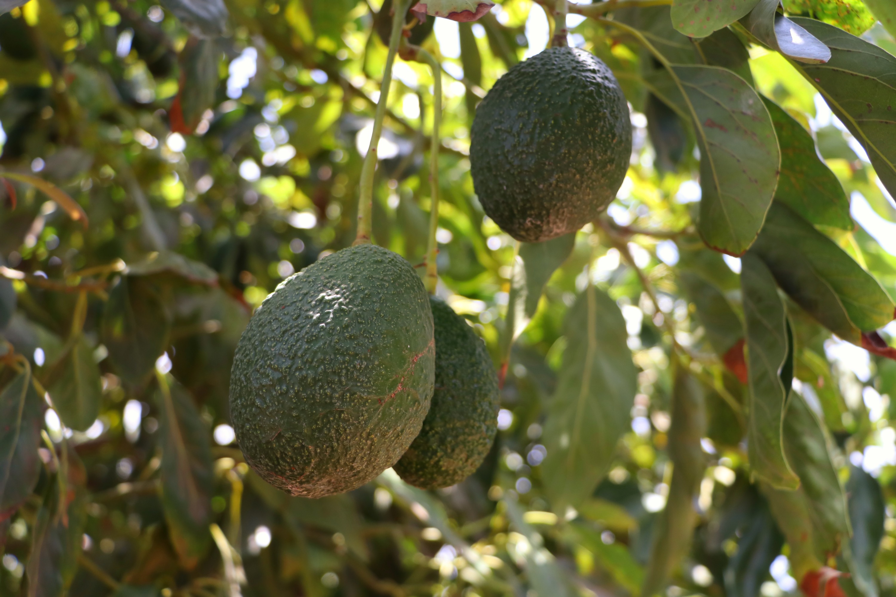 SDR supervisa producción de aguacate poblano en Atlixco