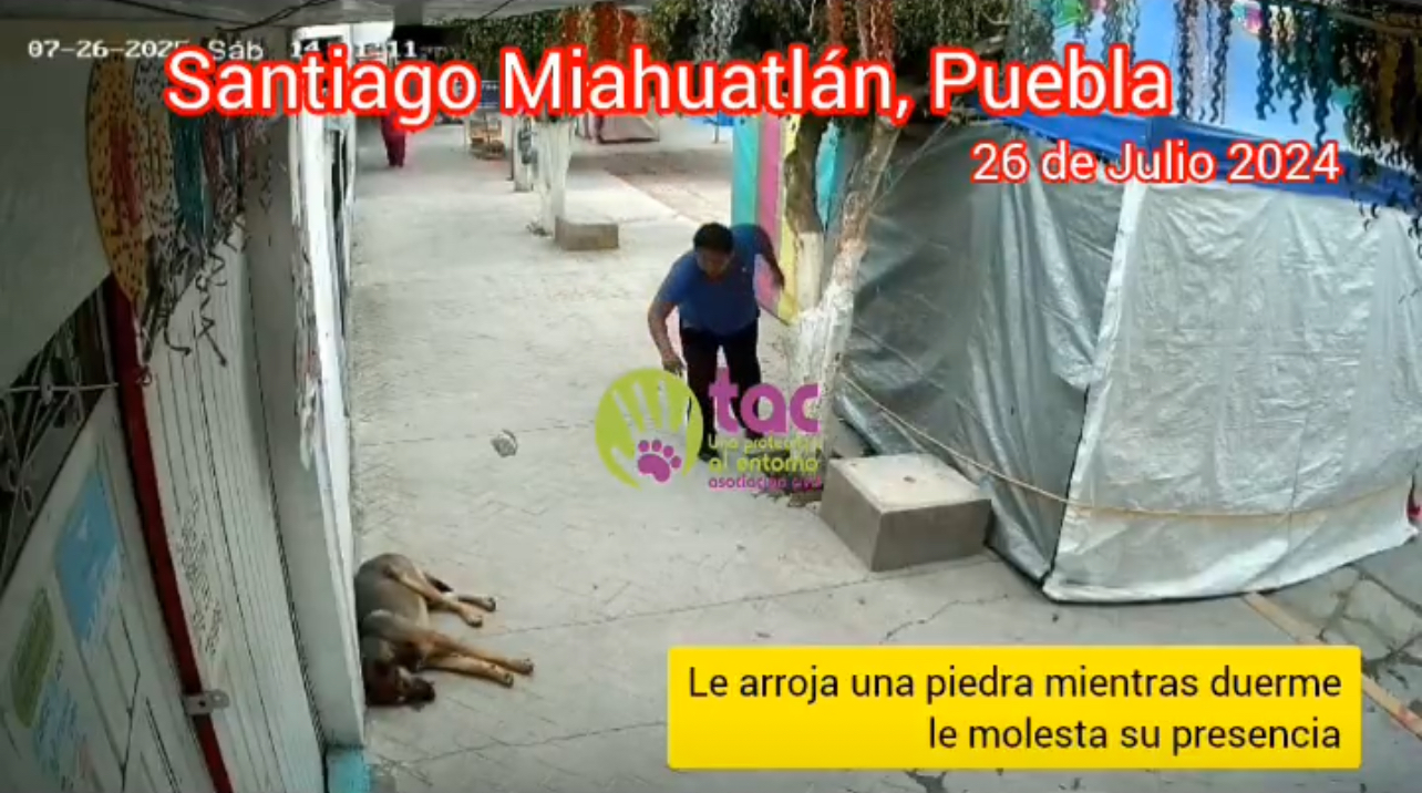 Agresor de perrito en Miahuatlán amenaza a colectivos por exhibirlo