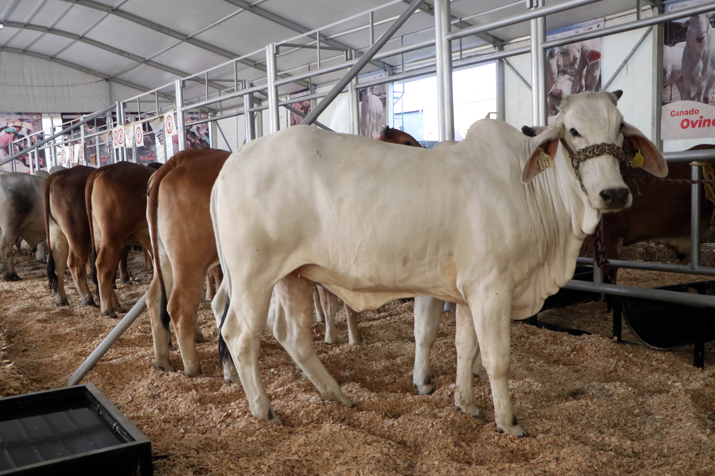 Ofrecerá Feria de Puebla lo mejor del campo poblano con Pabellón Agroindustrial