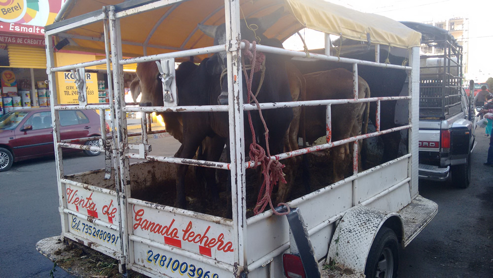 Vigilan ganado en rastro para evitar enfermedades en Texmelucan