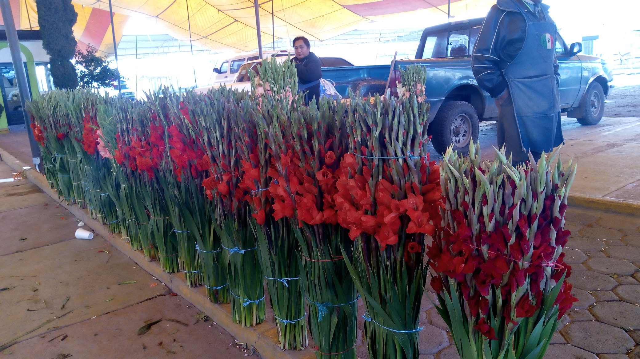 Esperan vender mil toneladas de flor por Día de Muertos en Texmelucan