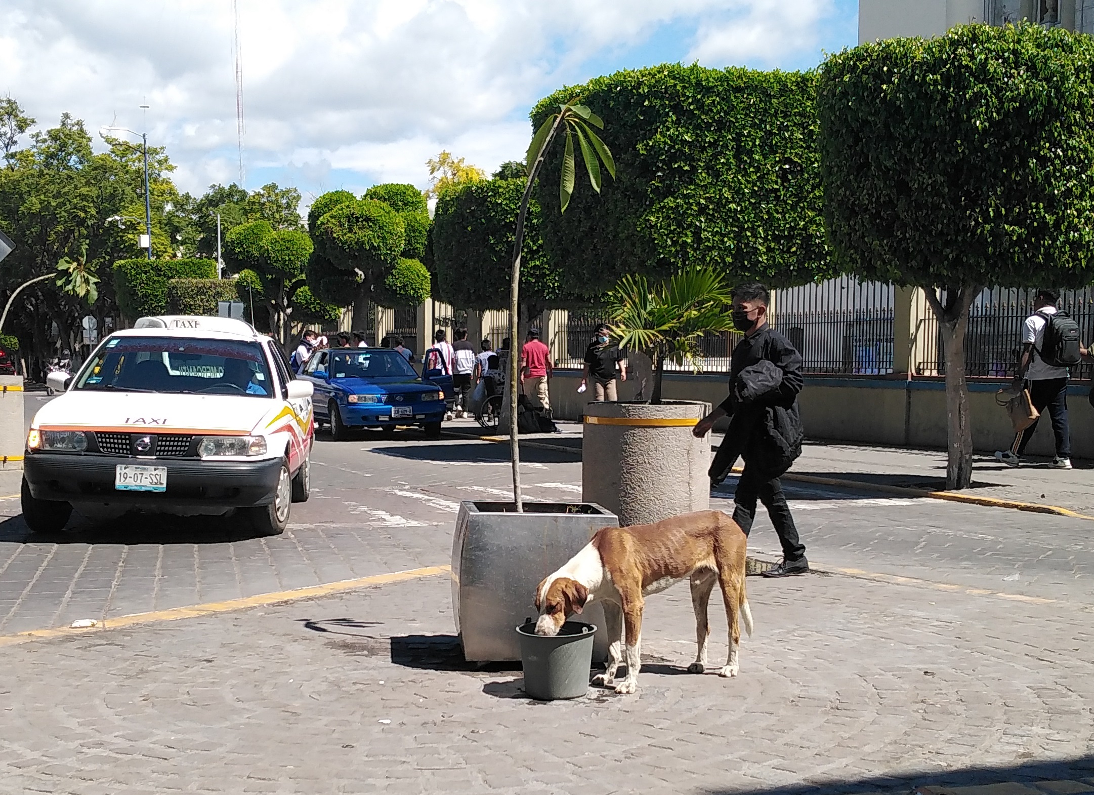 Se acumulan 87 denuncias por maltrato animal en Tehuacán