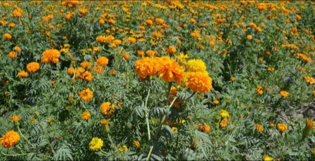 Preocupa a comerciantes de Tehuacán venta de flor de muerto china