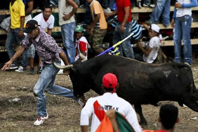 Congreso analizará iniciativa contra corrida de toros y peleas de gallos