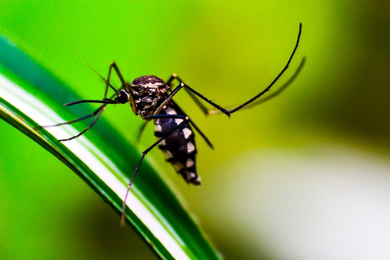 Reportan aumento de hospitalizados por dengue en Puebla