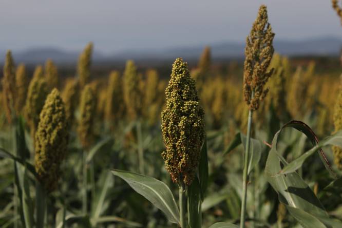 Convoca SDR a productores a participar en programa para impulso del sorgo