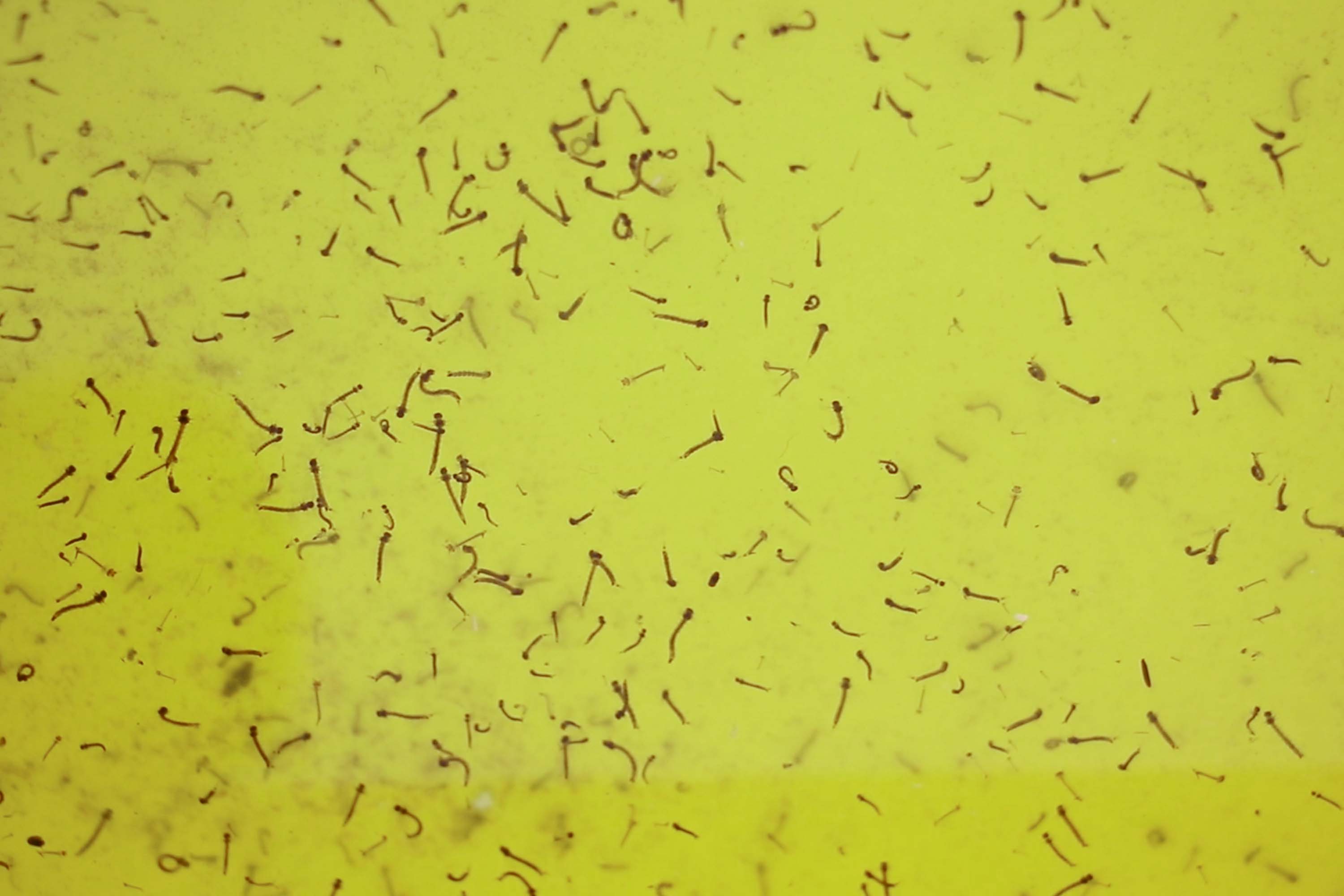 Reporta Salud 32 nuevos contagios por dengue en 24 horas