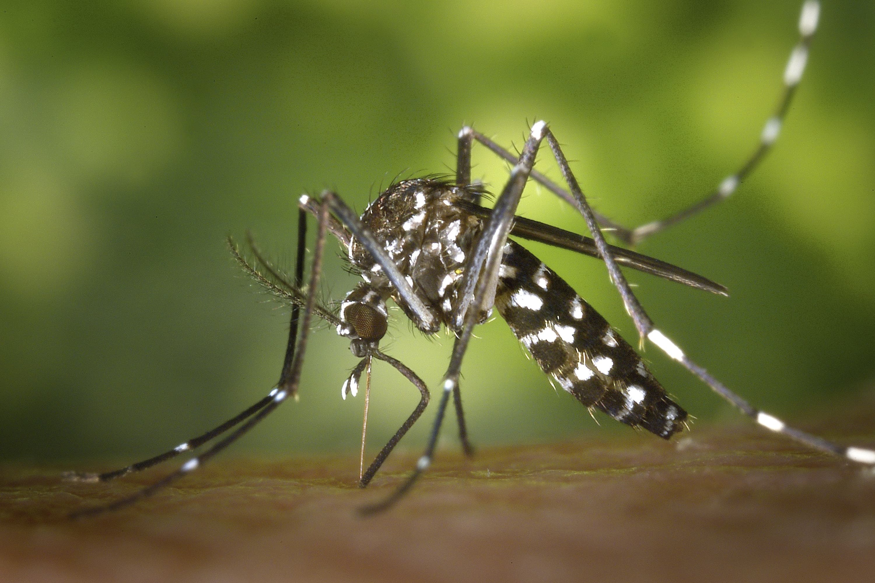 Puebla contabiliza 2,701 casos acumulados de dengue